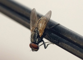 Een 'huisvlieg' (Musca domestica).