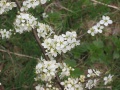 Miniatuur voor Bestand:800px-Sleedoorn bloemen (Prunus spinosa).jpg