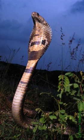 Een cobra (Naja naja) in aanvalshouding