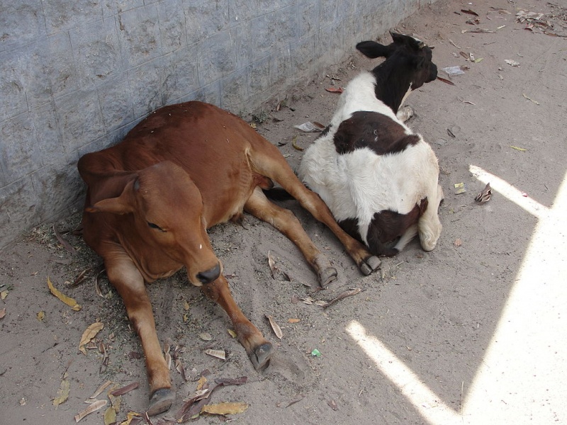 Bestand:Calf of Coimbatore.jpg