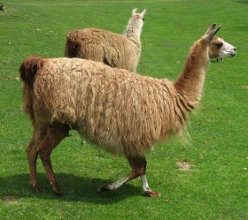 Twee lama's (Lama glama).