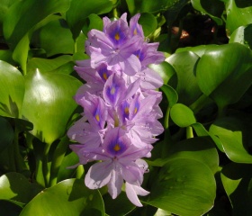 Waterhyacint (Eichhornia crassipes).