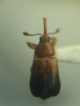 Een vrouwlijke snuitkever (Rhopalotria dimidiata)