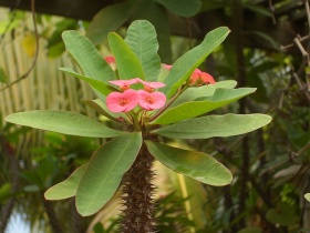Een Christusdoorn (Euphorbia milii).