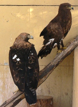 Twee keizerarenden (Aquila heliaca), in een dierentuin.