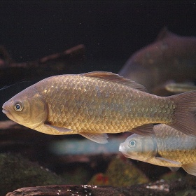 Carassius auratus grandoculis (directe verwante van de goudvis, giebel en de kroeskarper)