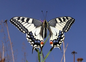 Een koninginnenpage (Papilio machaon).