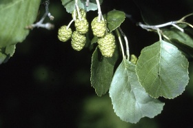 De bladeren en vrouwlijke vruchten van een zwarte els (Alnus glutinosa)