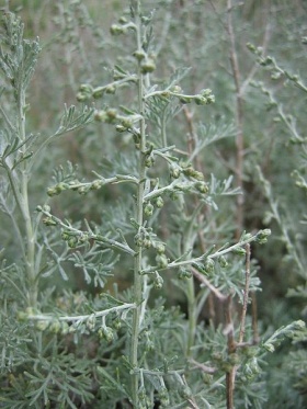 Zeealsem (Artemisia maritima).