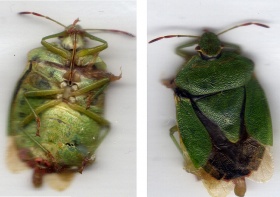 Onder- en bovenkant van een wants (Cassida viridis)
