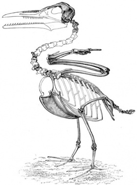 Skelet van een Ichthyornis (naar fossiele resten)