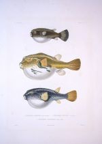 Miniatuur voor Bestand:425px-Bonite-poissons-pl10.jpg