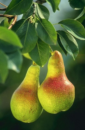 De bladeren en vruchten (peren) aan een perenboom (Pyrus).