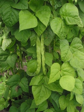Snijboon (Phaseolus vulgaris)