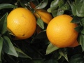 Miniatuur voor Bestand:800px-Oranges.jpg
