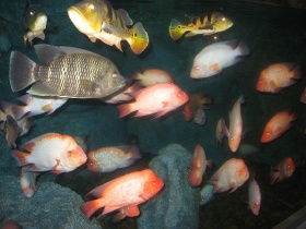 'Cichliden' (Cichlidae) in een aquarium.