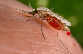 Een malariamug (Anopheles stephensi) met nog een druppel mensenbloed achter aan z'n lijf.