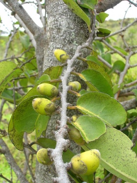De bladeren en vruchten van de lama (Diospyros sandwicensis).