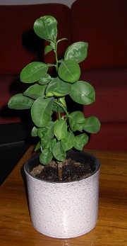 Miniatuur voor Bestand:311px-Citrus plant.jpg