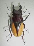 Miniatuur voor Bestand:450px-IndetLucanidae2.jpg