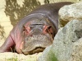 Miniatuur voor Bestand:Hippopotamus Bulette from the Berlin Zoological Garden - from Flickr 80792581.jpg