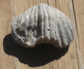 Fossiel van een Armpotige (Brachiopoda).