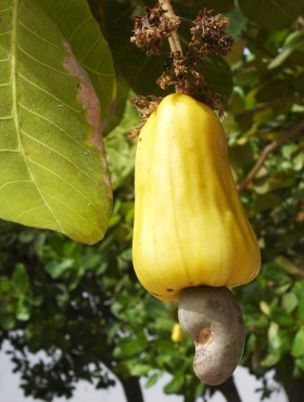 Braziliaans cashew-fruit