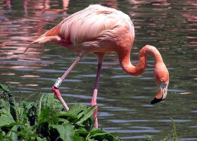 Rode flamingo (Phoenicopterus ruber)