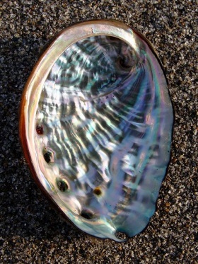 De schelp van een zeeoor (Haliotis).