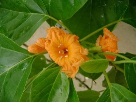 Close-up van de bladeren en bloemen van de kou (Cordia subcordata)