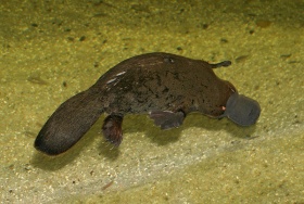 Vogelbekdier (Platypus)