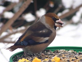 Een appelvink (Coccothraustes coccothraustes).