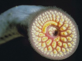 De kop en mond van een zeeprik (Petromyzon marinus).